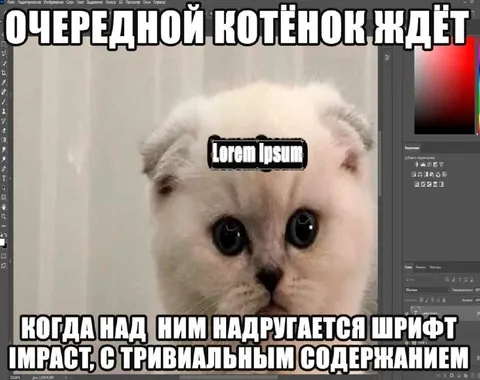 Котёнок ждёт Lorem Ipsum