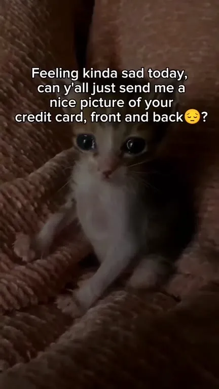 Sad Kitten Wants Your Credit Card