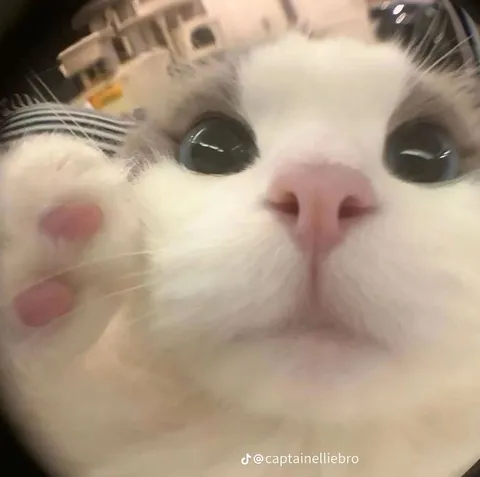Кот смотрит прямо в душу