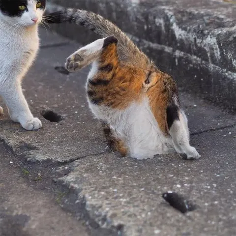 Кошка застряла в асфальте