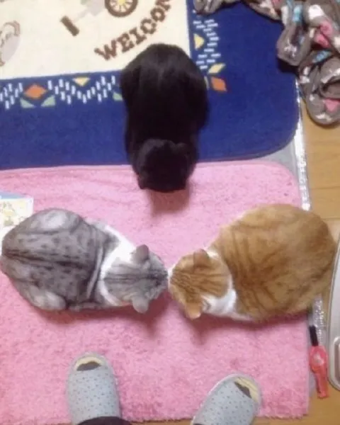 Cats Lined Up for Inspection