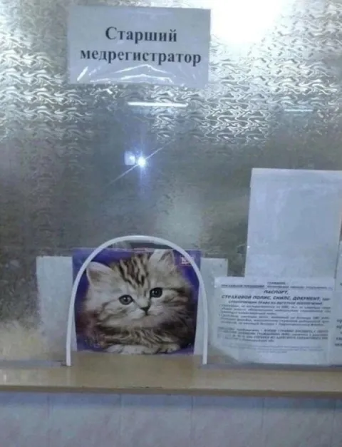 Старший медрегистратор-кот