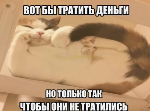 Кот, который не тратит деньги