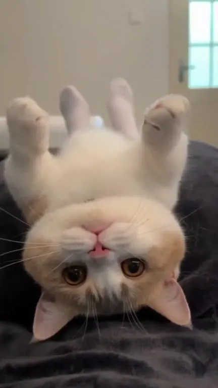 困倦的小猫翻身卖萌