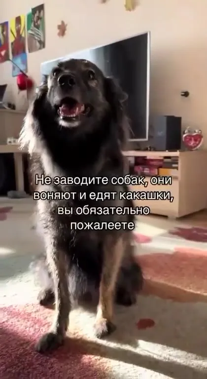 Собаки воняют и едят какашки