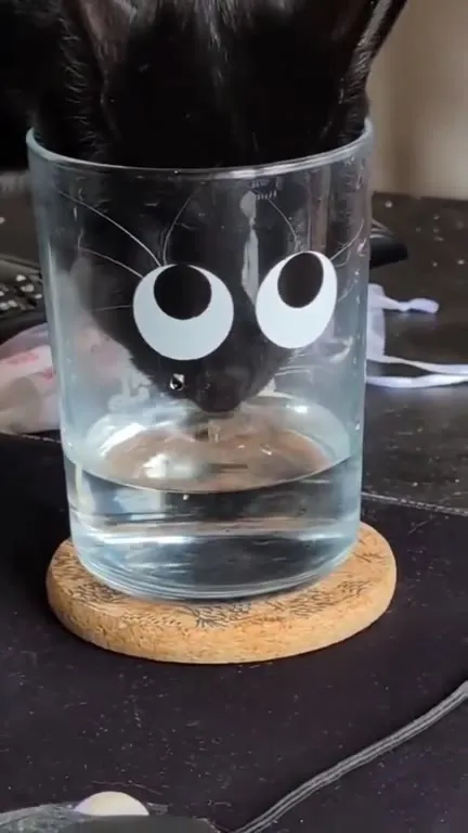 Кот в стакане пьёт воду