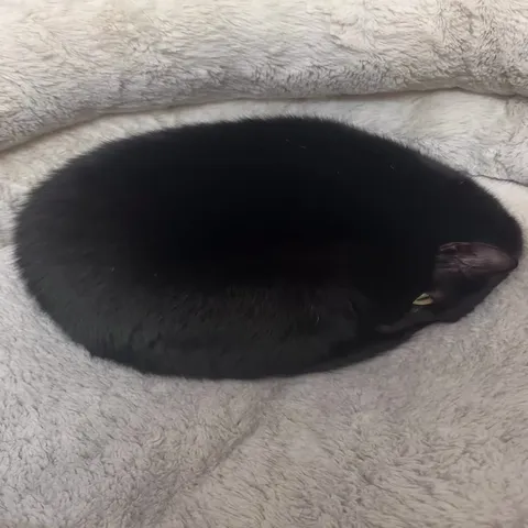 Чёрный кот под музыку