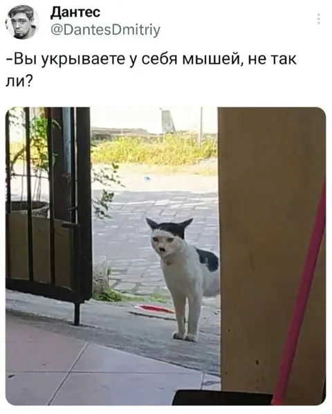 Кот укрывает мышей