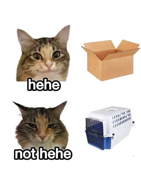 Hehe Cat Versus Cat Carrier