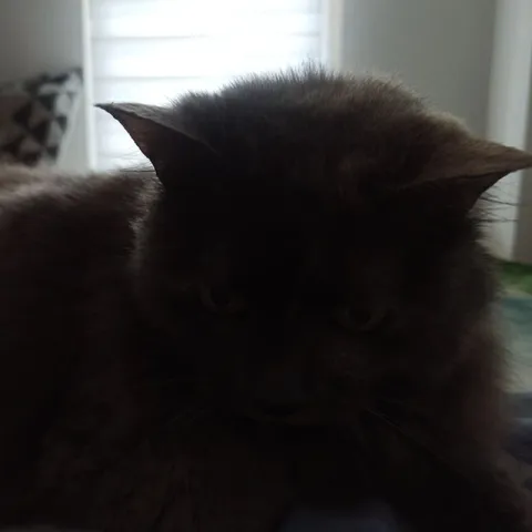 Угрюмый чёрный кот крупным планом
