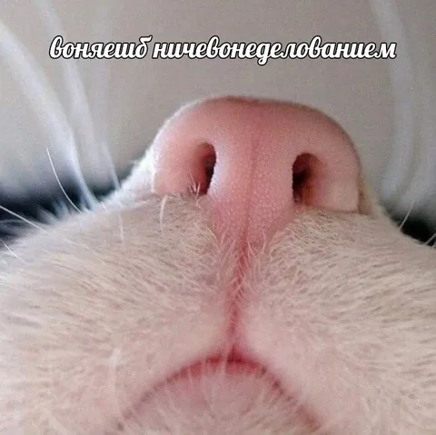 Кот, который ничего не делает