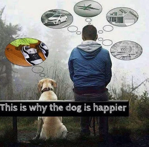 This Is Why the Dog Is Happier