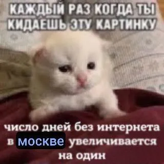 Котёнок без интернета в Москве