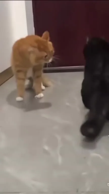 Cats Meet Then Panic