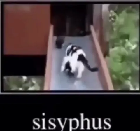 Cats Repeating Sisyphus