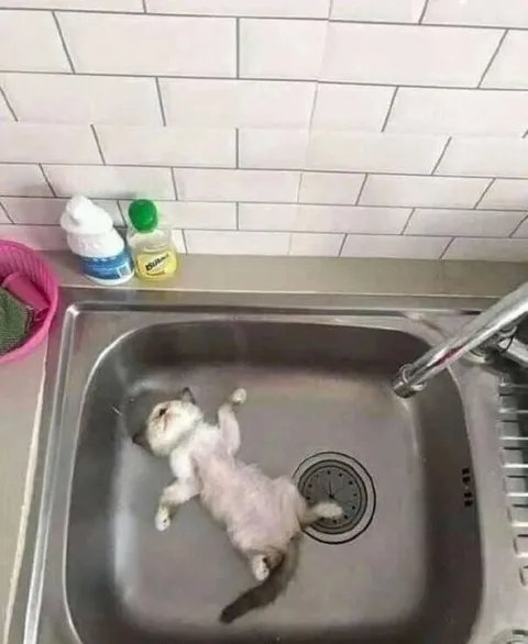 Кот в раковине после ванны