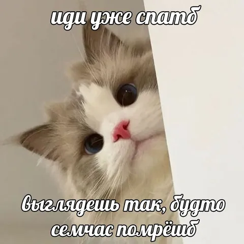 Кот, который уже хочет спать