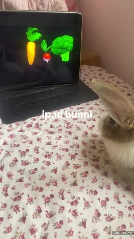Rabbit Watches Dancing Vegetables