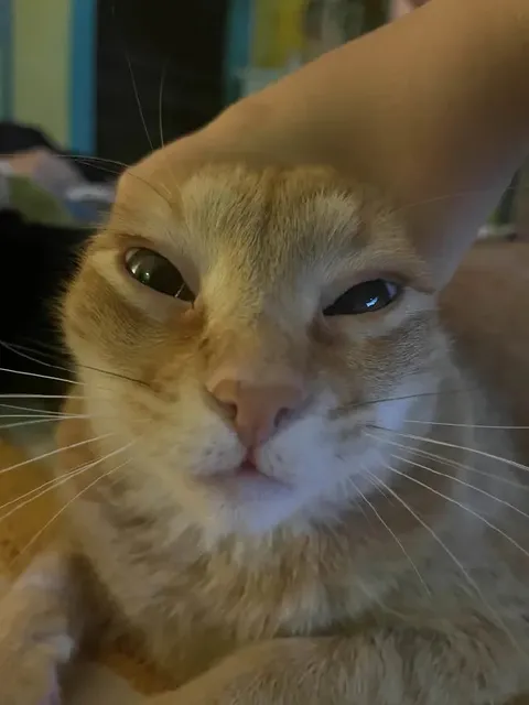 Кот с подозрительным прищуром