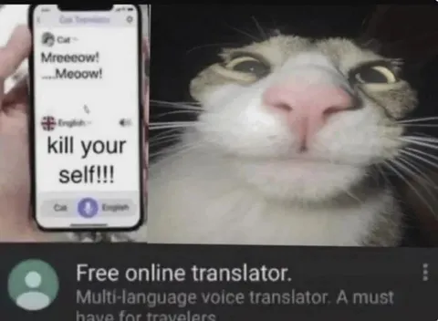 Cat Translator Goes Wrong