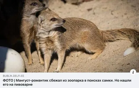 Магнус-романтик на пивоварне