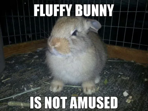 Fluffy Bunny Is Not Amused