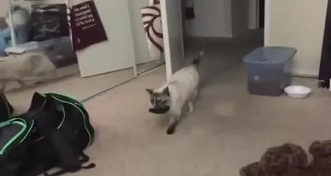 Кот поймал компьютерную мышь