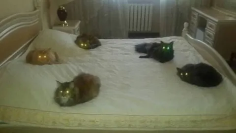 Коты с сияющими глазами