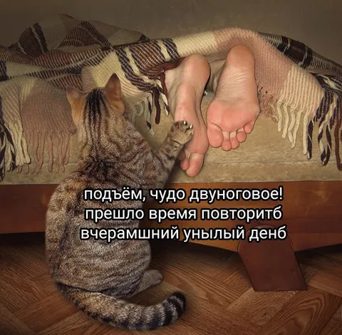 Кот будит двуногого утром