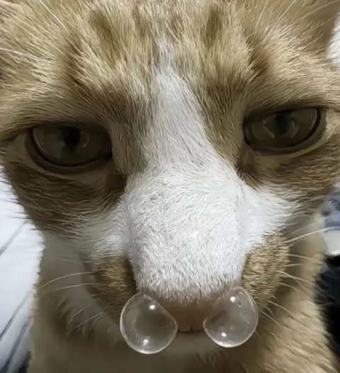 Кот с пузырями на носу