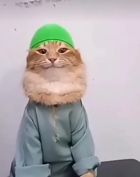 Кот в зелёной шапочке