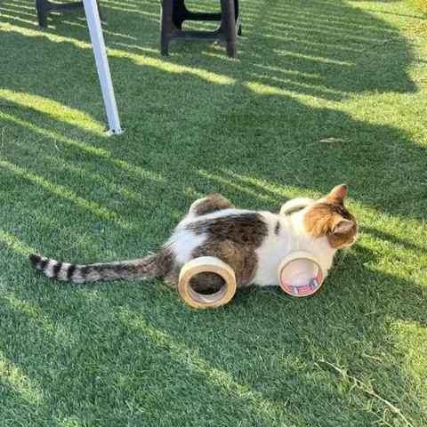 Кот на скотчевых колёсах