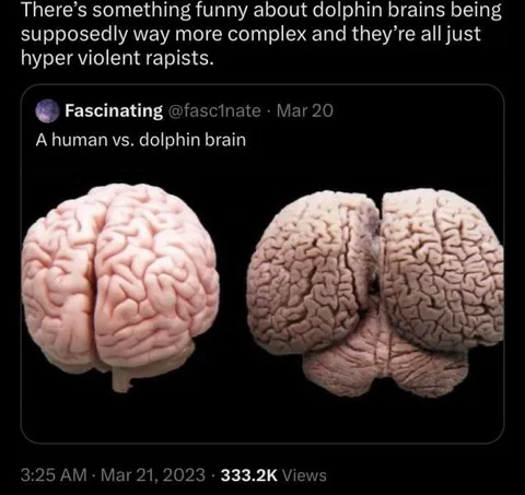 Dolphin Brain Comparison