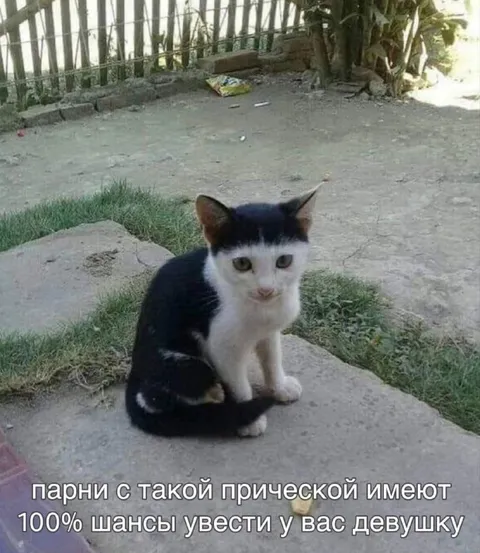 Кот с такой прической