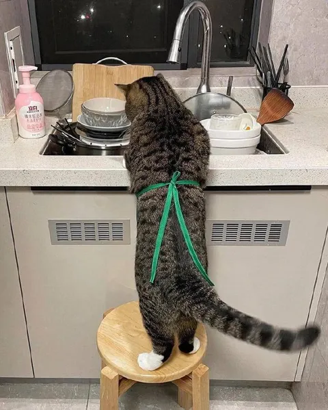 Кот моет посуду