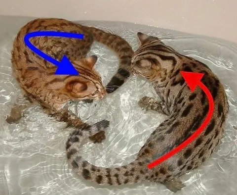Кошачий круговорот