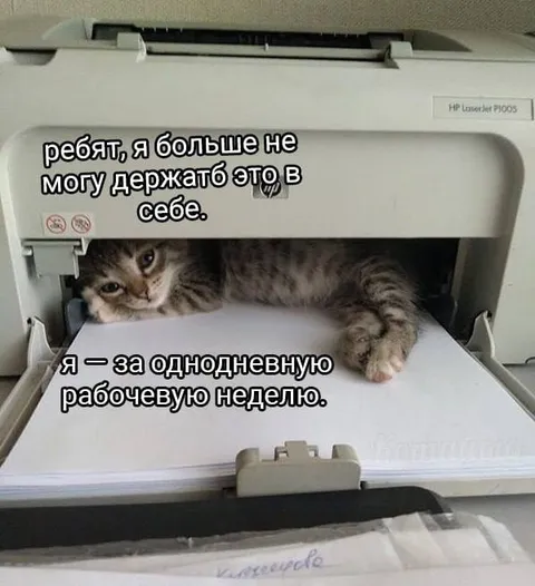 Кот за рабочую неделю