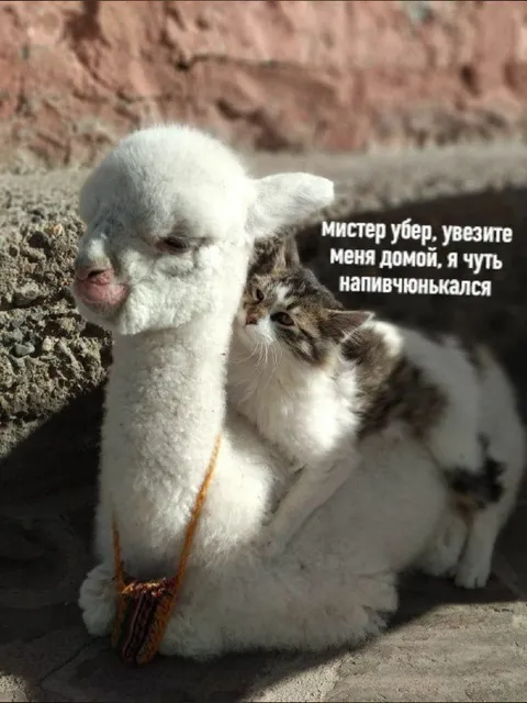 Увезите меня домой