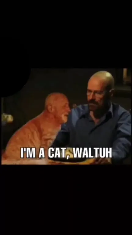 Walter White Cat Wants Lasagna