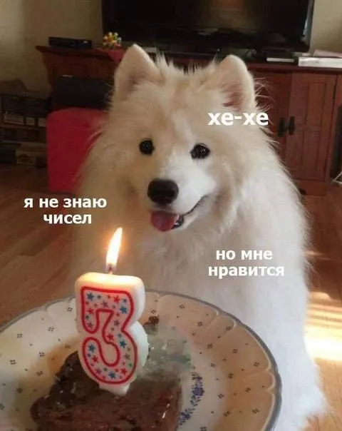 Собака не знает чисел