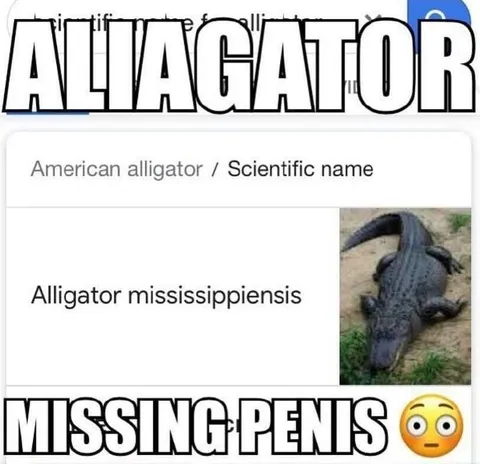 Alligator Missing Penis