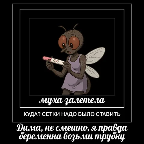 Беременная муха звонит Диме
