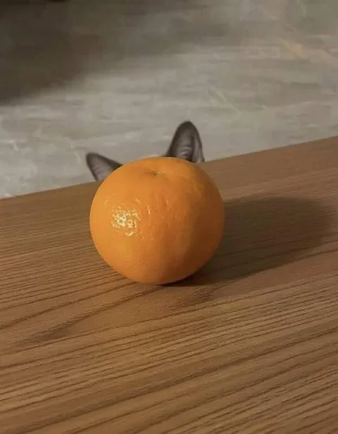 Кот за апельсином