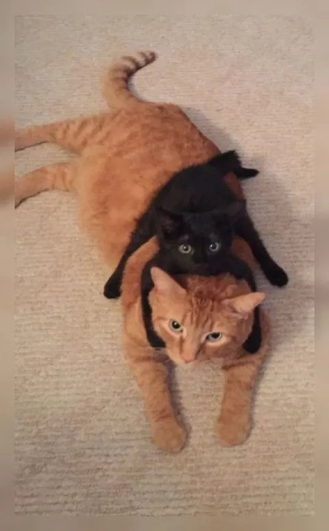 Чёрный кот на рыжем коте