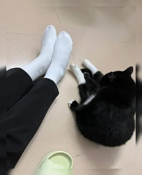 Носки под цвет кота