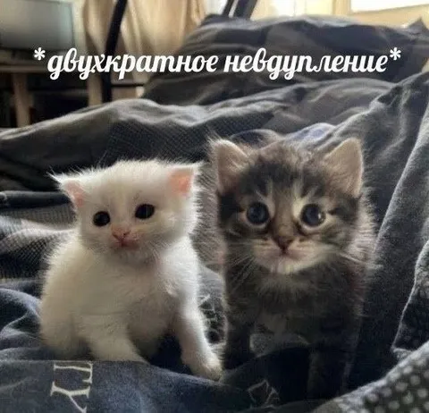 Двукратное невыполнение у котят