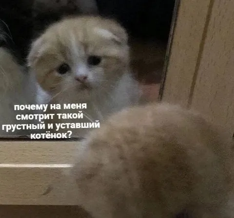 Грустный котёнок в зеркале
