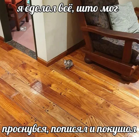 Котёнок сделал всё возможное