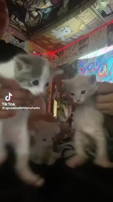 Котята под Gasolina