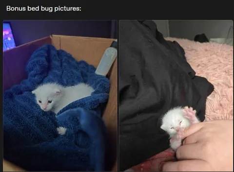 Bonus Bed Bug Pictures